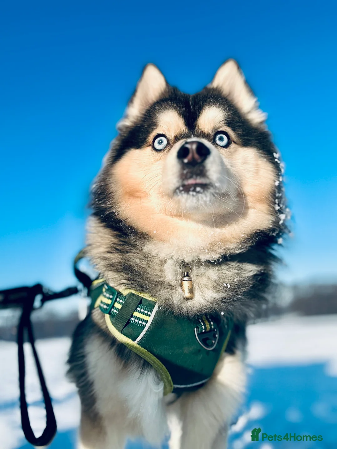 Pomsky dogs for stud: 🔥 Zorro – Proven Pomsky Stud | £850 🔥 - Advert 8