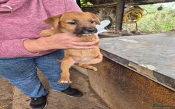 Mixed Breed dogs for sale: 6 lakeland terrier cross bitchs - Image 15
