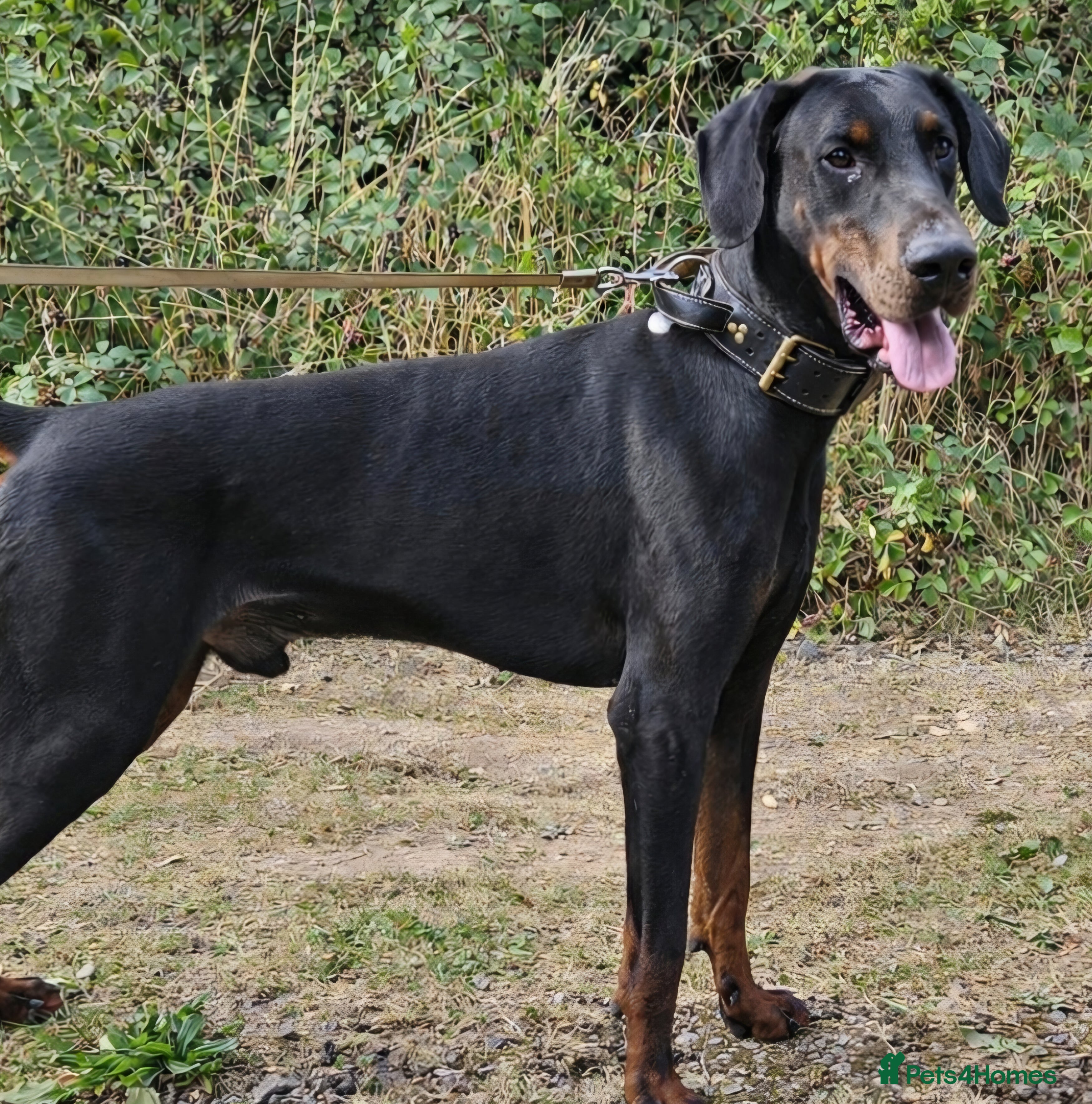 Dobermann dogs FCI Registered European male for stud - Advert 2