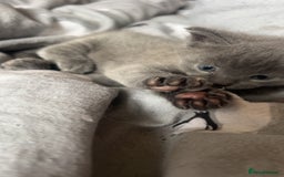 Mixed Breed cats for sale: 1 left looking for forever home  - Image 10