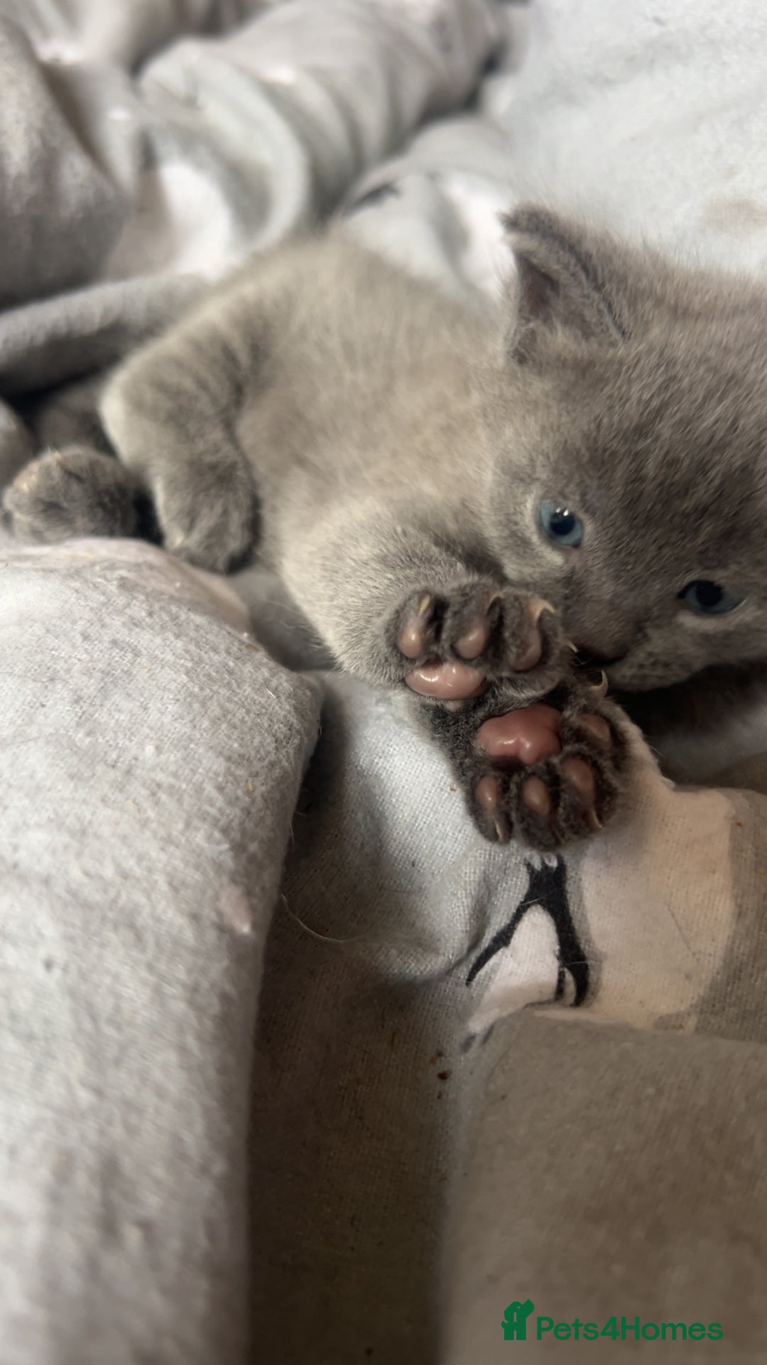 Mixed Breed cats for sale: 1 left looking for forever home  - Image 10