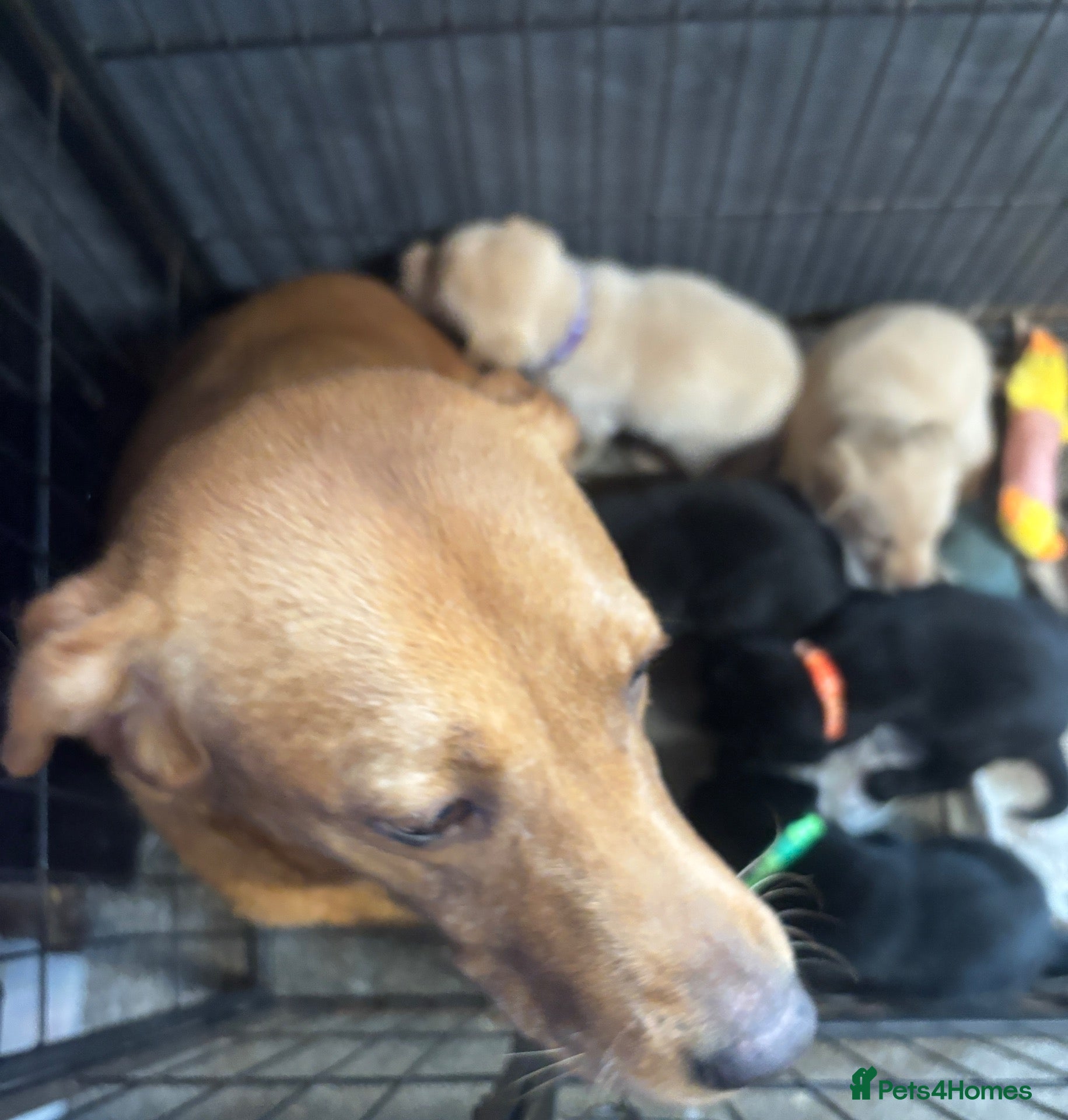 Labrador Retriever dogs Stunning KC registered Puppies - Advert 1