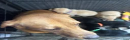 Labrador Retriever dogs for sale: Stunning KC registered Puppies - Advert 1