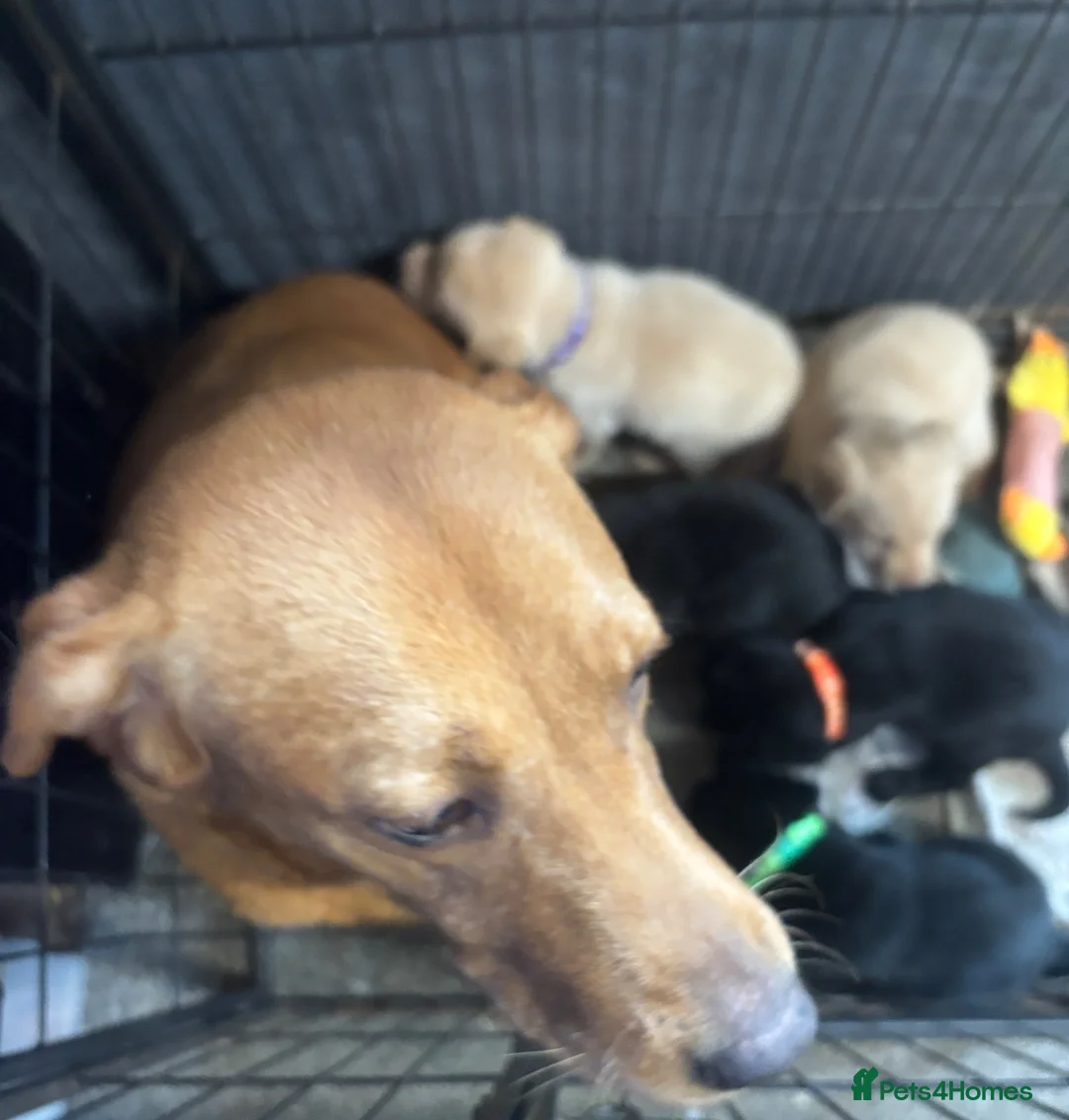 Labrador Retriever dogs for sale: Stunning KC registered Puppies - Advert 1