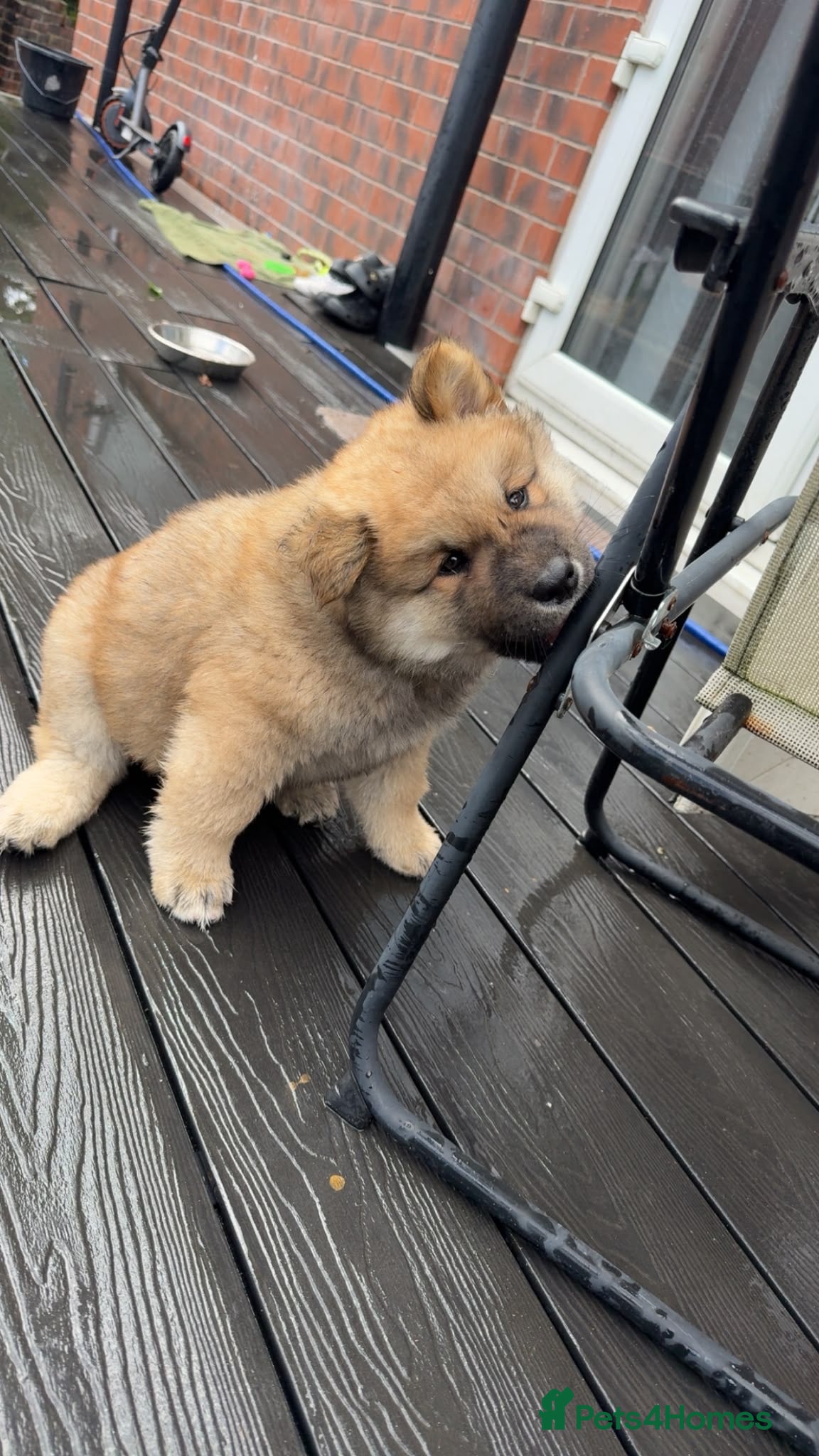 Akita dogs 6 month puppy  - Advert 1