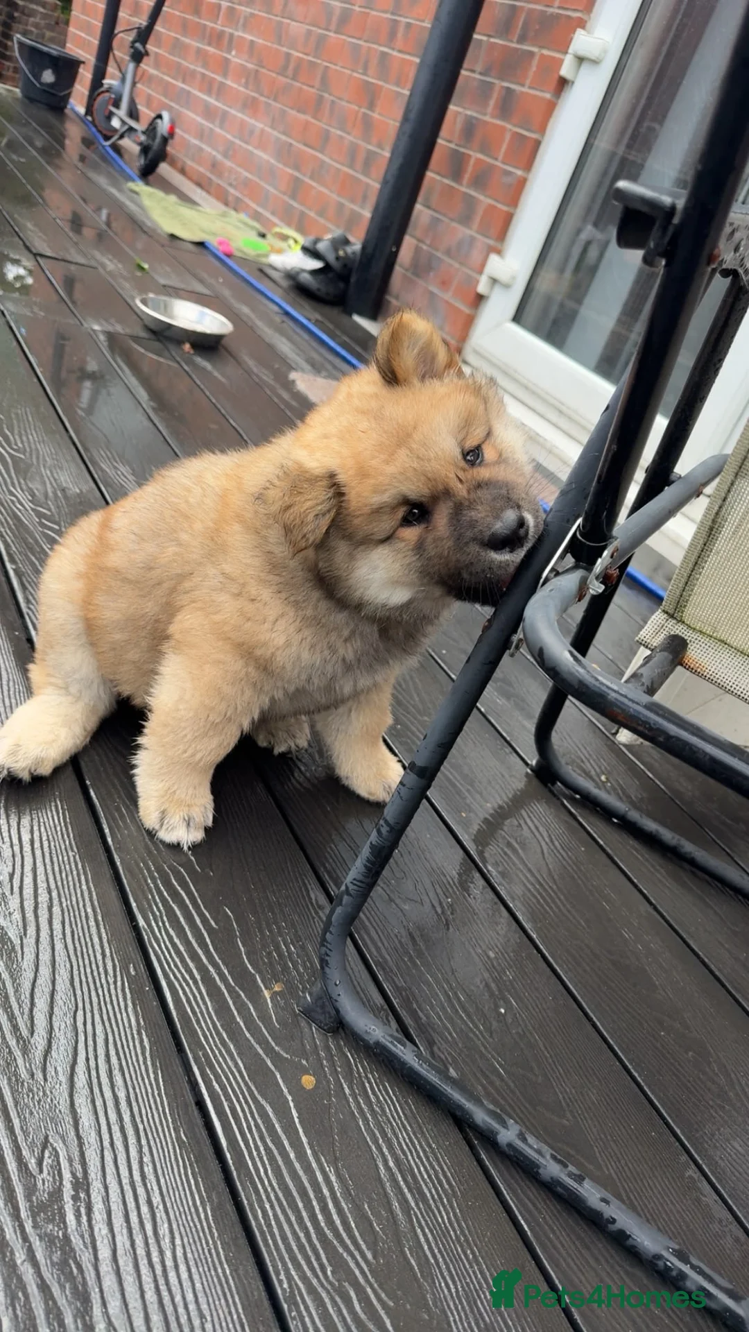 Akita dogs for sale: 6 month puppy  - Advert 1