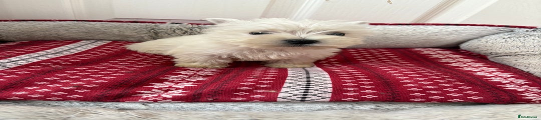 West Highland Terrier Puppy 3