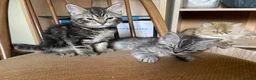 Mixed Breed cats for sale: Chocolate box kittens! - Advert 4