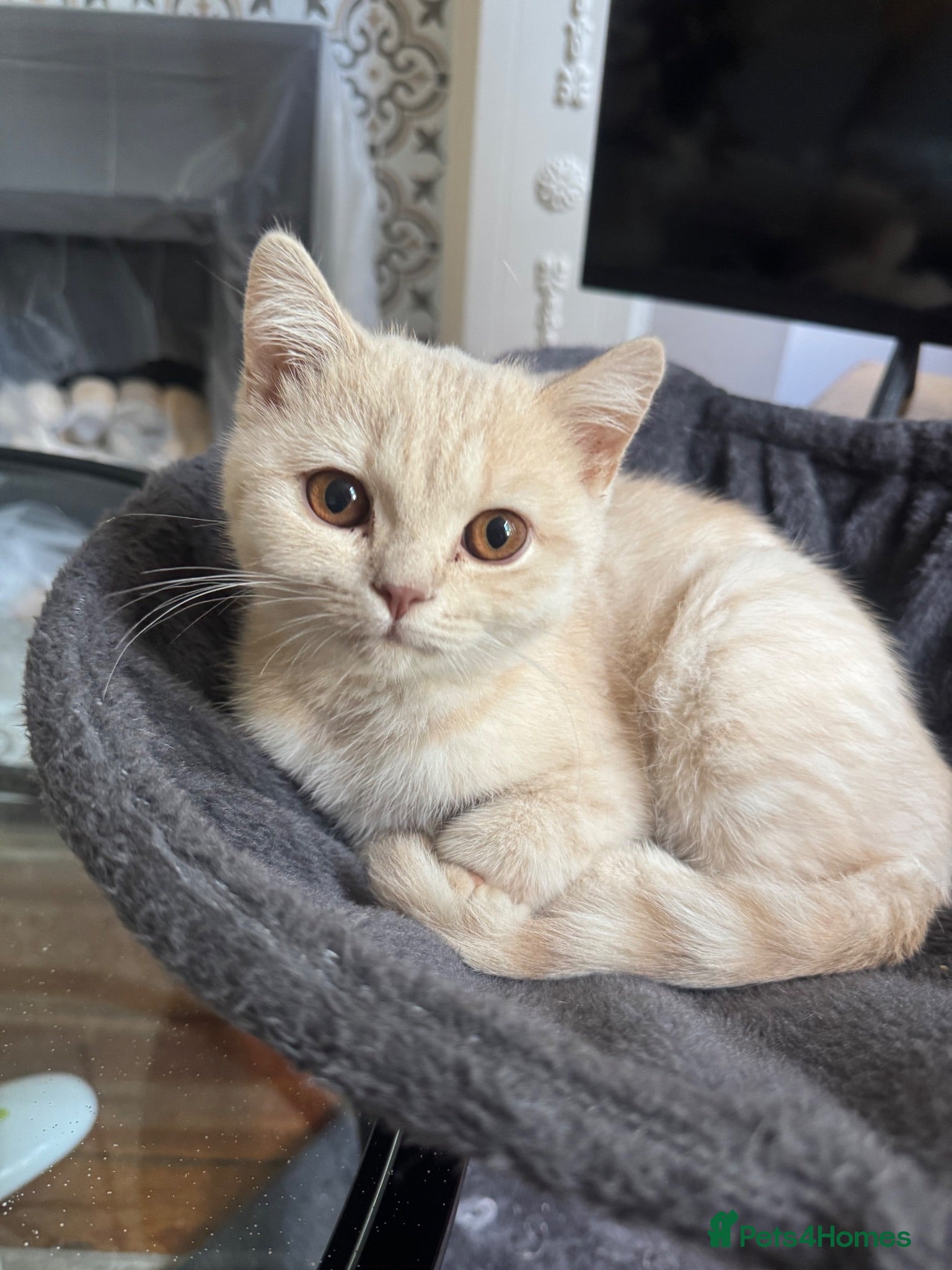 British Shorthair cats British Shorthair - cream  - Advert 8