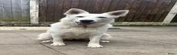 White Swiss Shepherd dogs for sale: 🏆KC WSS Champion Bloodline stunning puppies - Advert 8