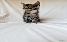 Maine Coon cats for sale: Blue Grey  - Image 6