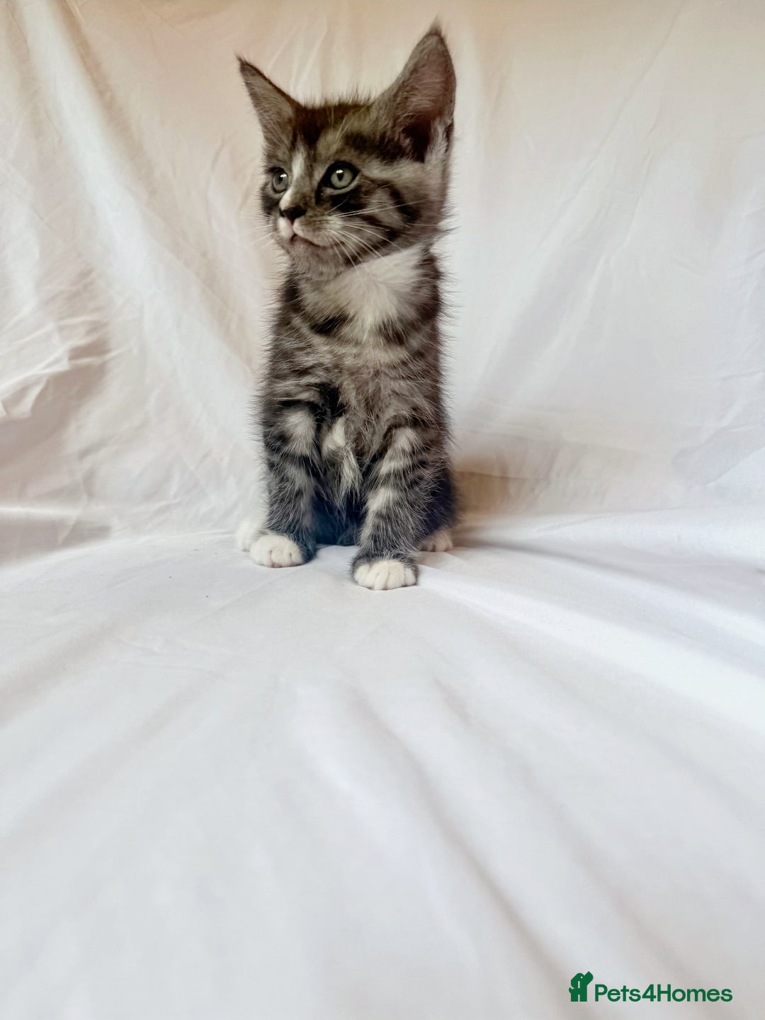 Maine Coon cats for sale: Blue Grey  - Image 6