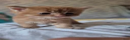 Maine Coon cats for sale: Beautiful, well handled Maincoon kittens  in Gosport - Advert 19