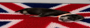 English Bull Terrier 3