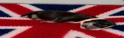 English Bull Terrier dogs for sale: Stunning KC Registered English Bullterrier Puppies - Advert 21