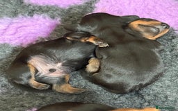 Miniature Dachshund dogs for sale: Beautiful KC Registered Miniature Dachshunds - Image 3