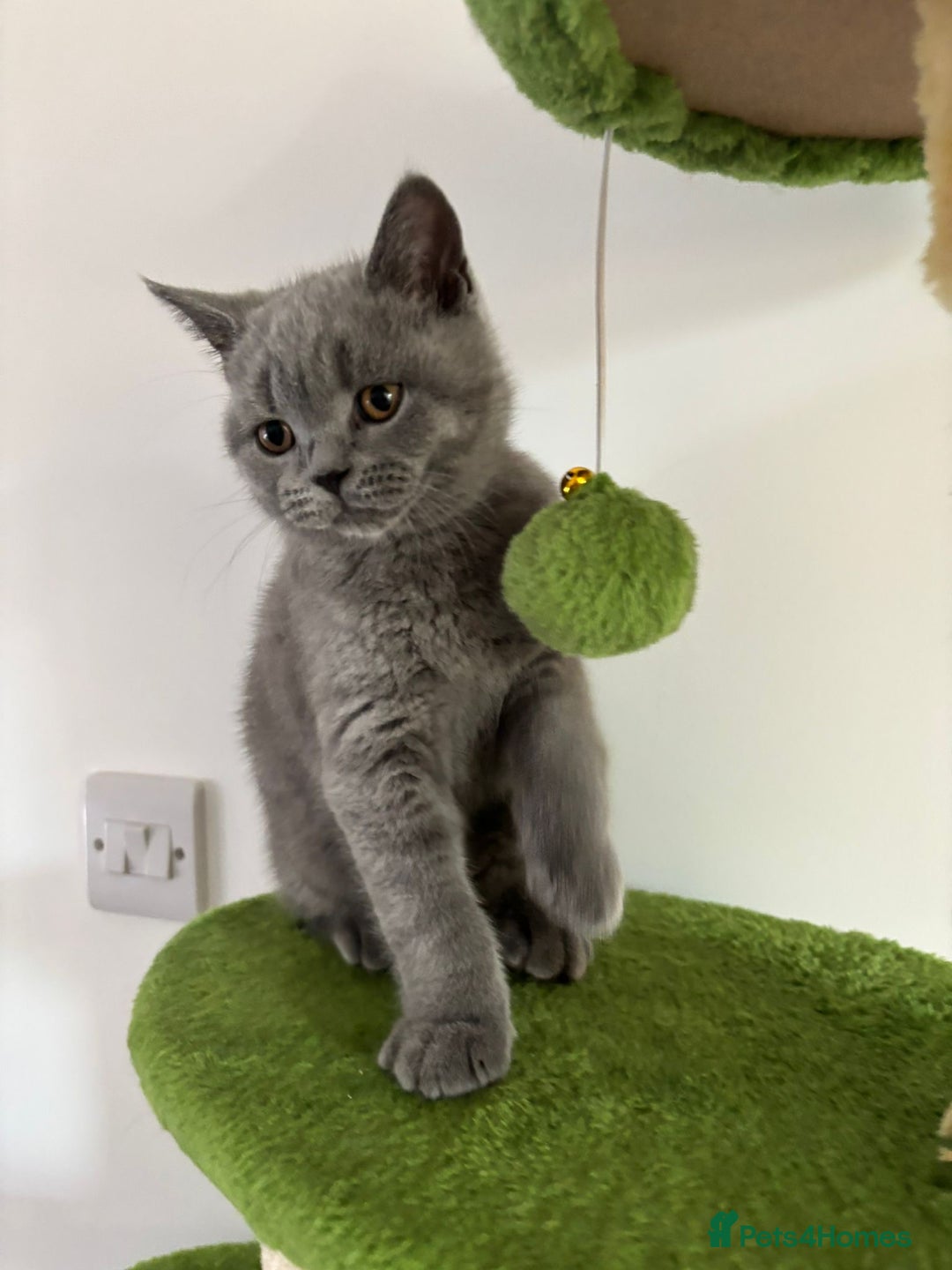 British Shorthair cats for sale: Chunky British Shorthair Kittens in Braintree - Image 16