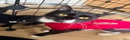 Mixed Breed cats for sale: 4 Gorgeous Kittens  - Advert 2