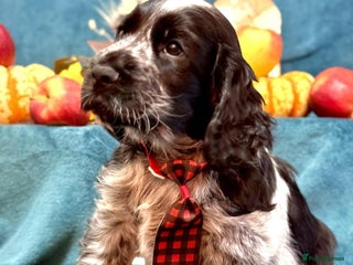 Cocker Spaniel dogs English Cocker Spaniel puppy KC REG - Advert 3