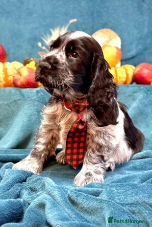 Cocker Spaniel dogs - Advert 9