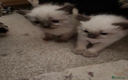 Ragdoll cats for sale: Beautiful Dolls  - Advert 20