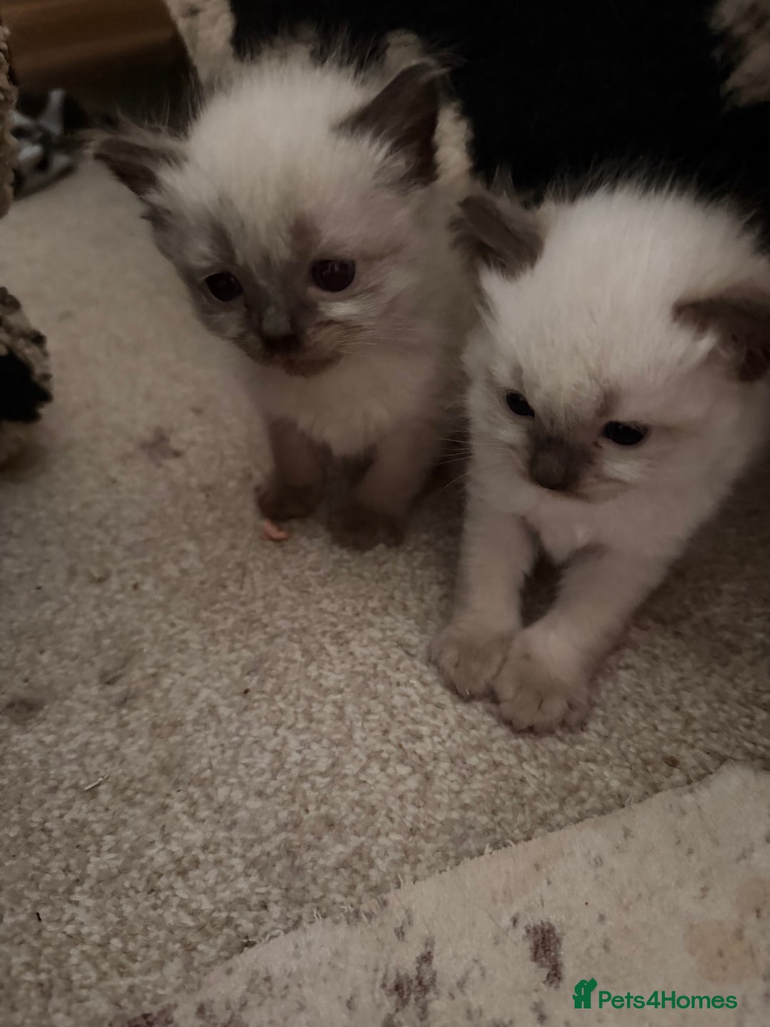 Ragdoll cats for sale: Beautiful Dolls  - Advert 20