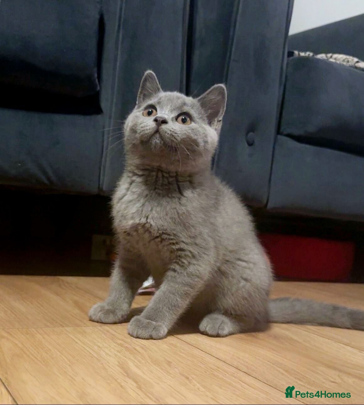 British Shorthair cats **Last Kitten remaining, Ready to collect**** - Advert 2