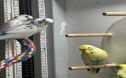 Budgerigars birds for sale: Dutch ressive pieds & love birds  - Image 1