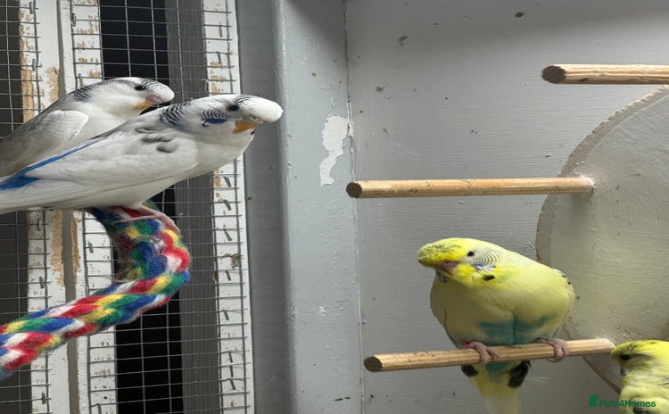 Budgerigars birds - Advert 1