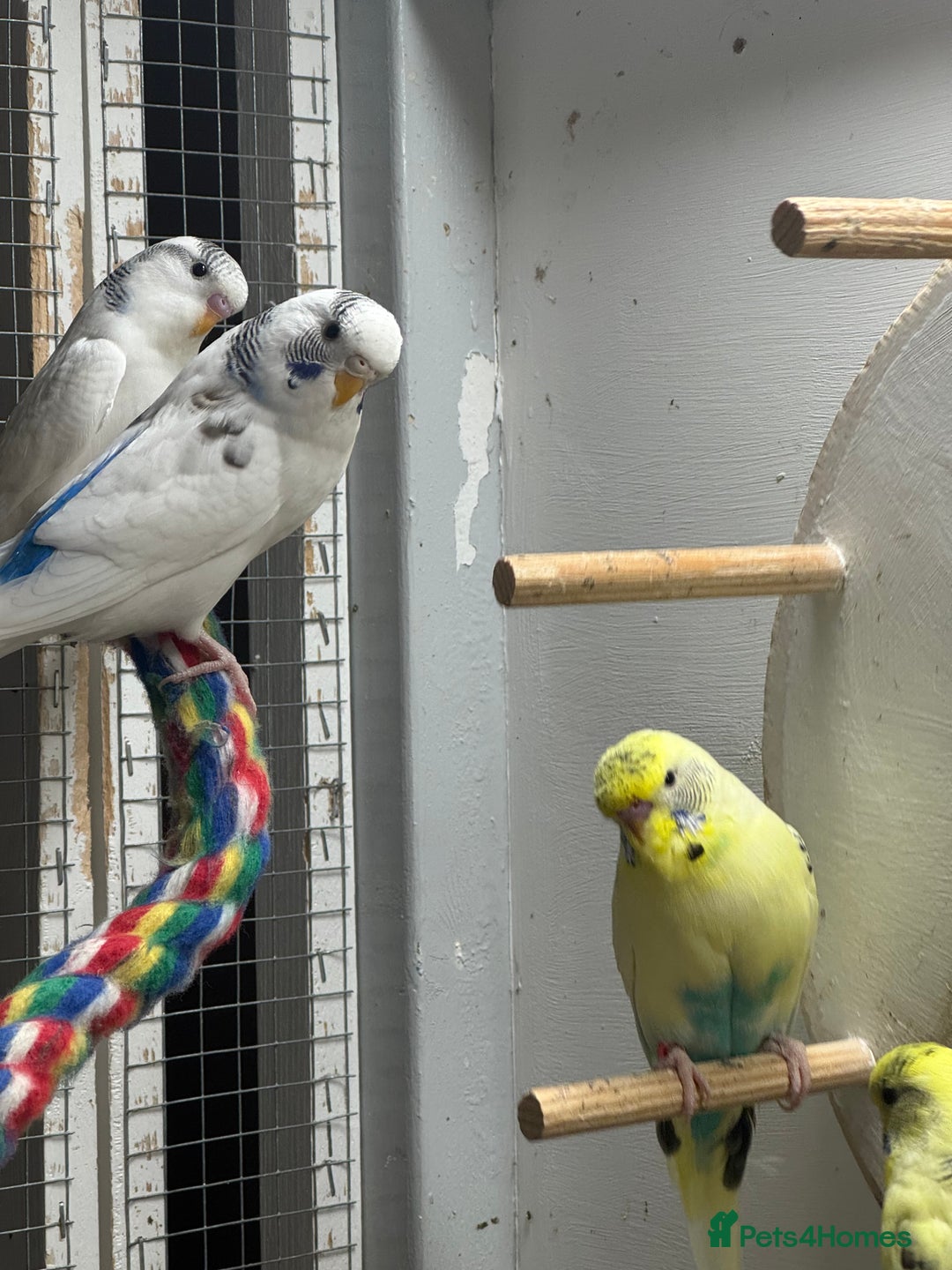 Budgerigars birds for sale: Dutch ressive pieds & love birds  - Image 1