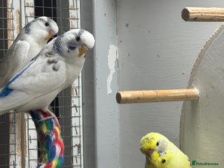 Budgerigars birds - Advert 19