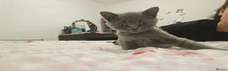 British Shorthair cats for sale: Blue male British shorthair brothers in Blackburn - Advert 19