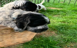 Cocker Spaniel dogs for sale: Show Cocker Spaniel KC reg available on 16 th Sept - Image 5
