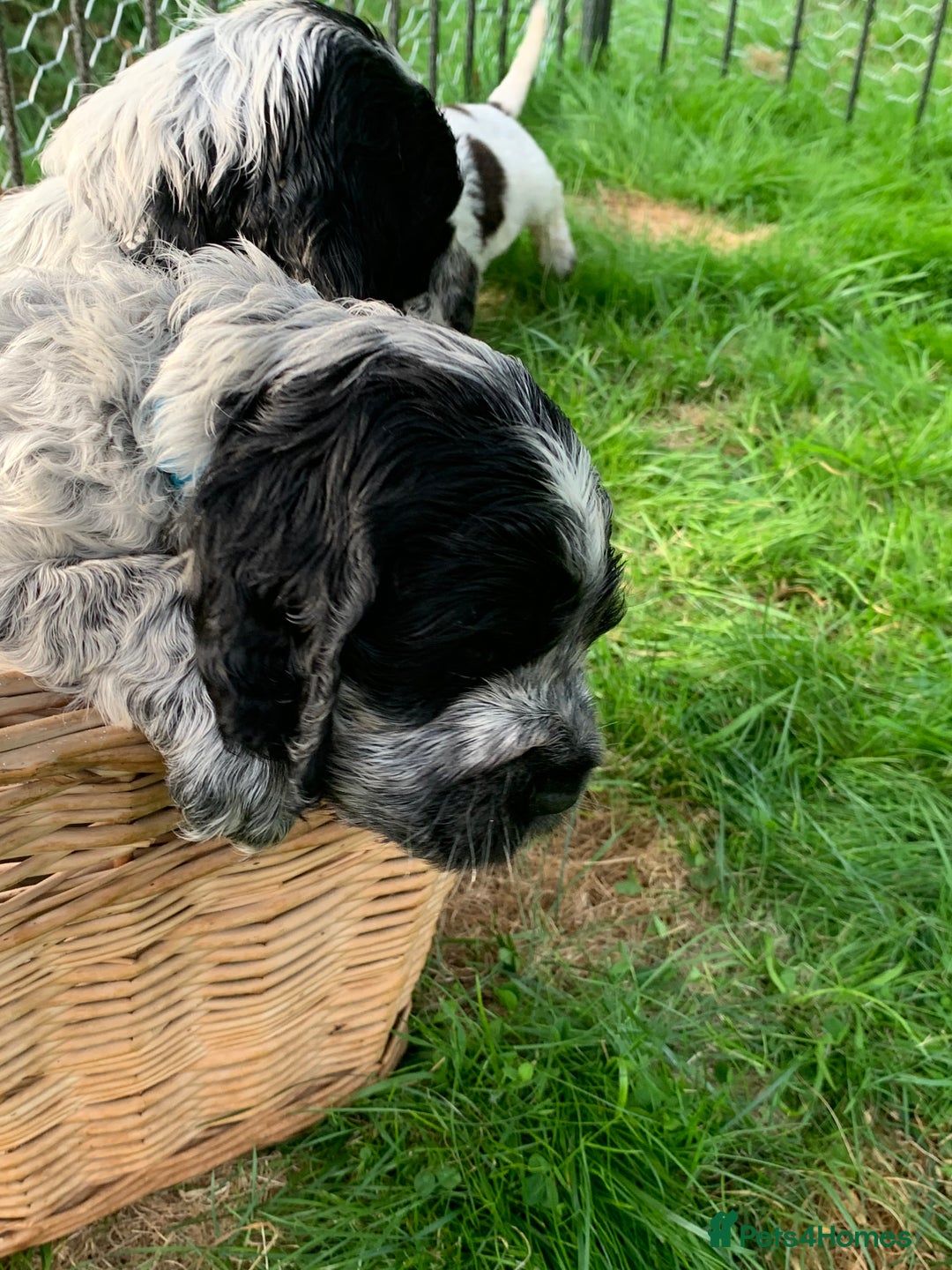 Cocker Spaniel dogs for sale: Show Cocker Spaniel KC reg available on 16 th Sept - Image 5