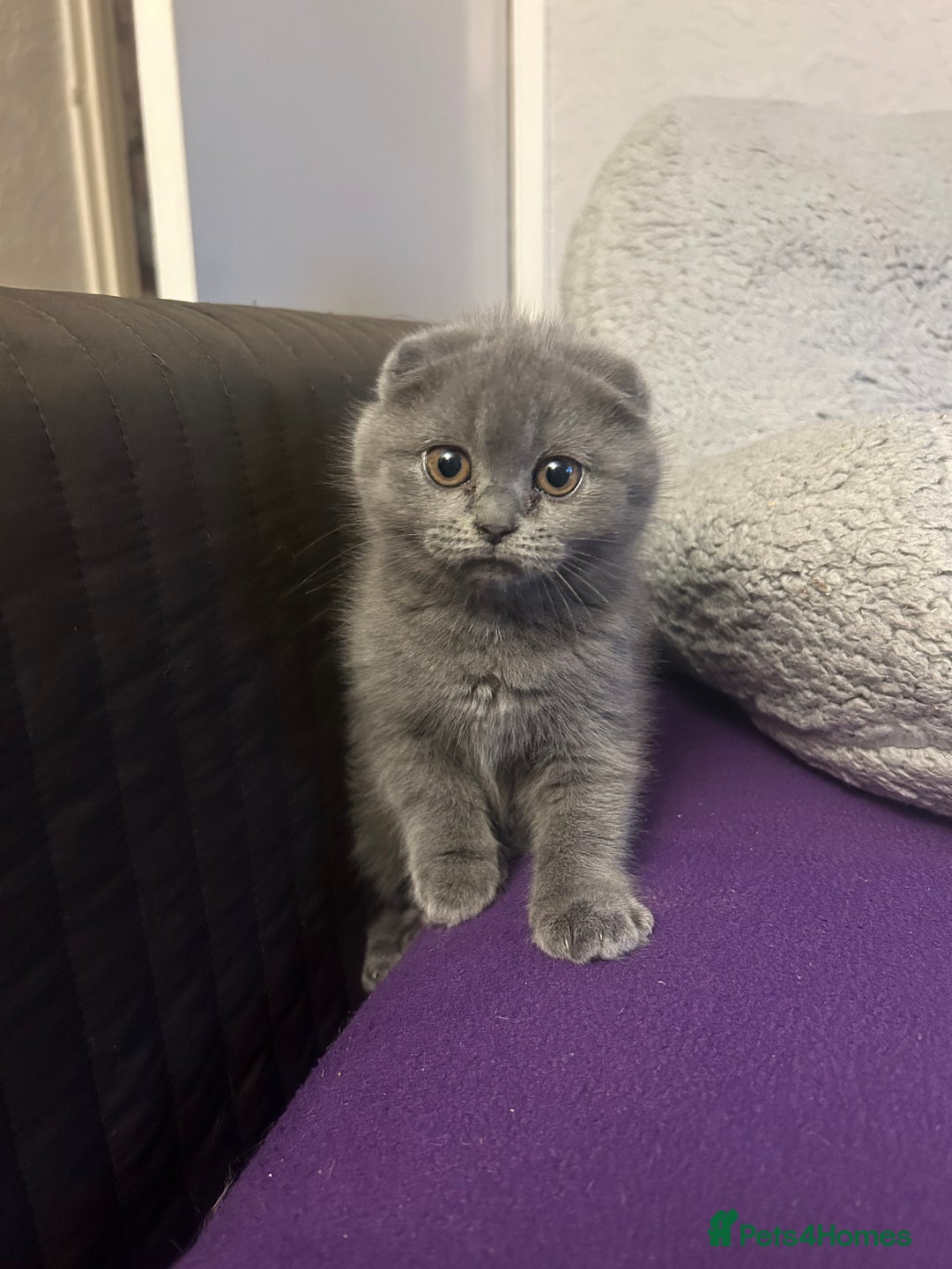 Scottish Fold cats for sale: Scottish fold - Advert 4