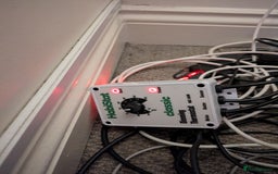 Gecko reptiles for sale: Female gecko for sale  - Image 10