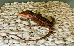 Bearded Dragon reptiles for sale: SUPER RED baby and Red Monster Bearded dragons! - Image 3
