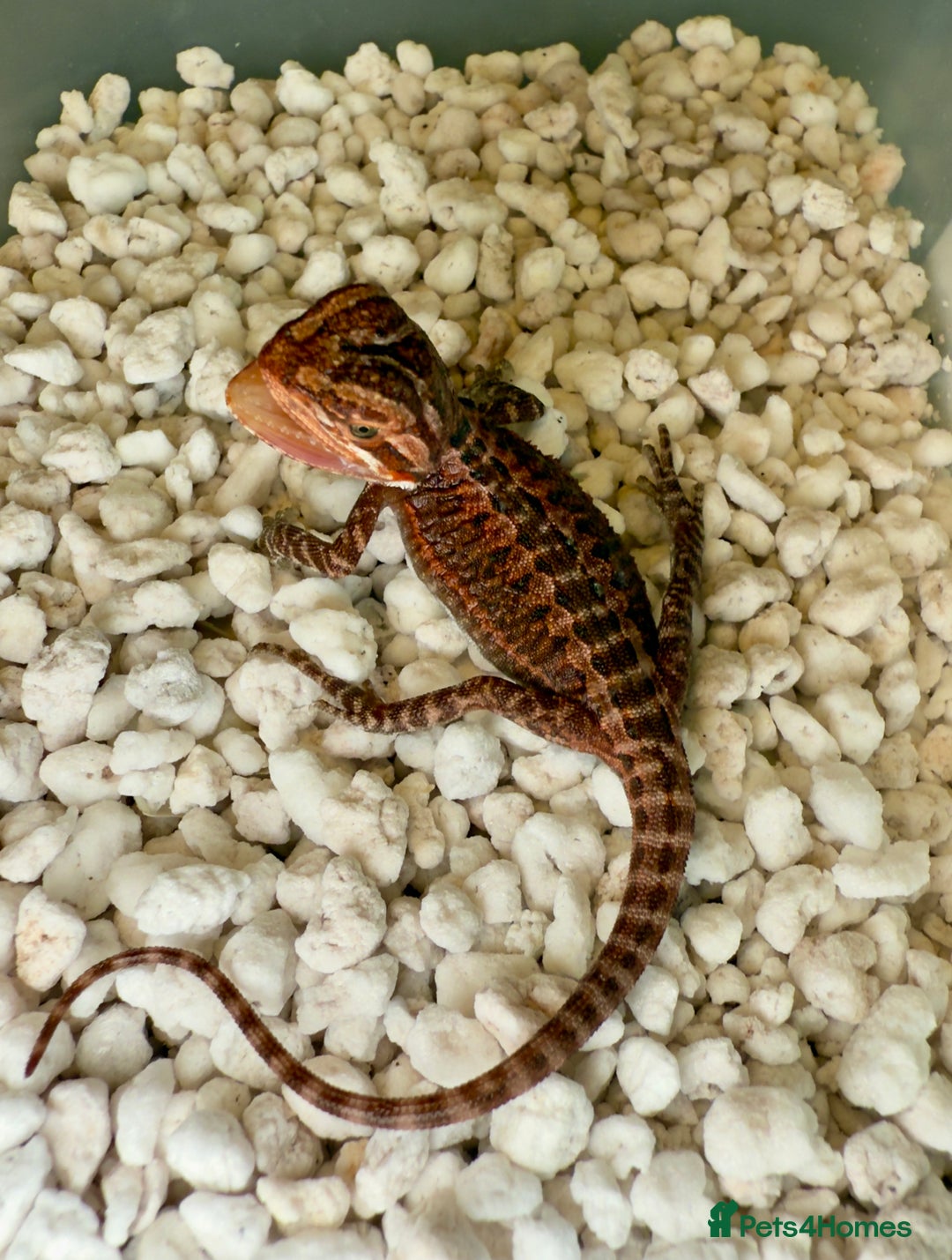 Bearded Dragon reptiles for sale: SUPER RED baby and Red Monster Bearded dragons! - Image 3