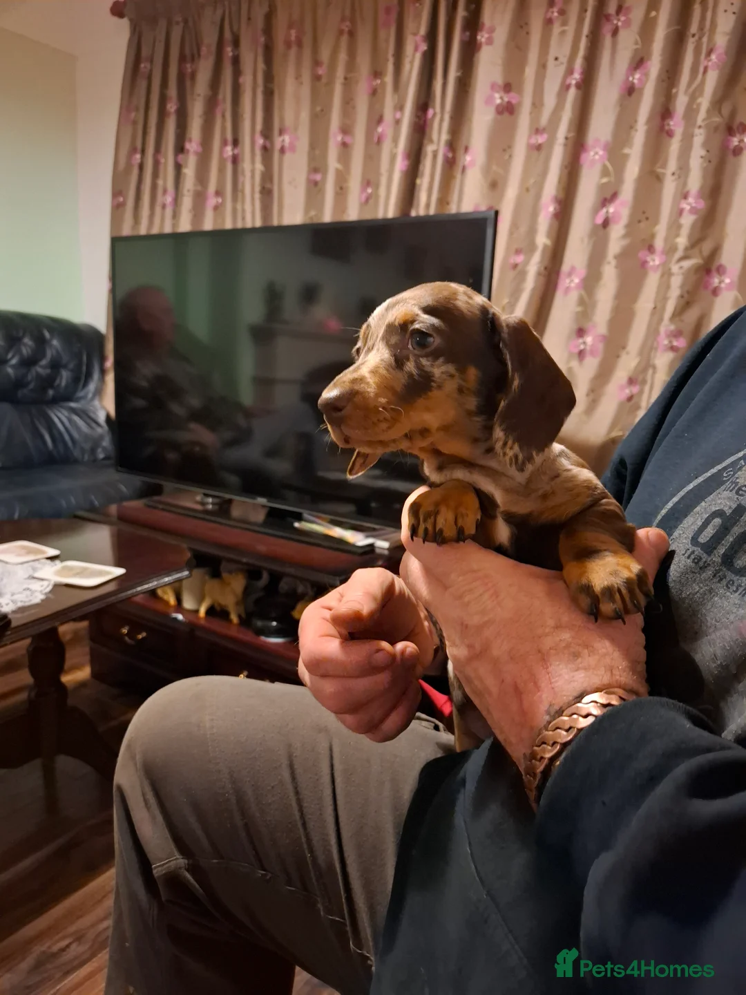 Miniature Dachshund dogs for sale: Miniature Dachshund smooth pups for sale ready now - Advert 5