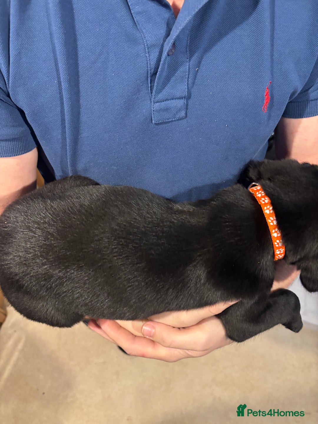 Springador dogs for sale: Springadors  - Advert 4