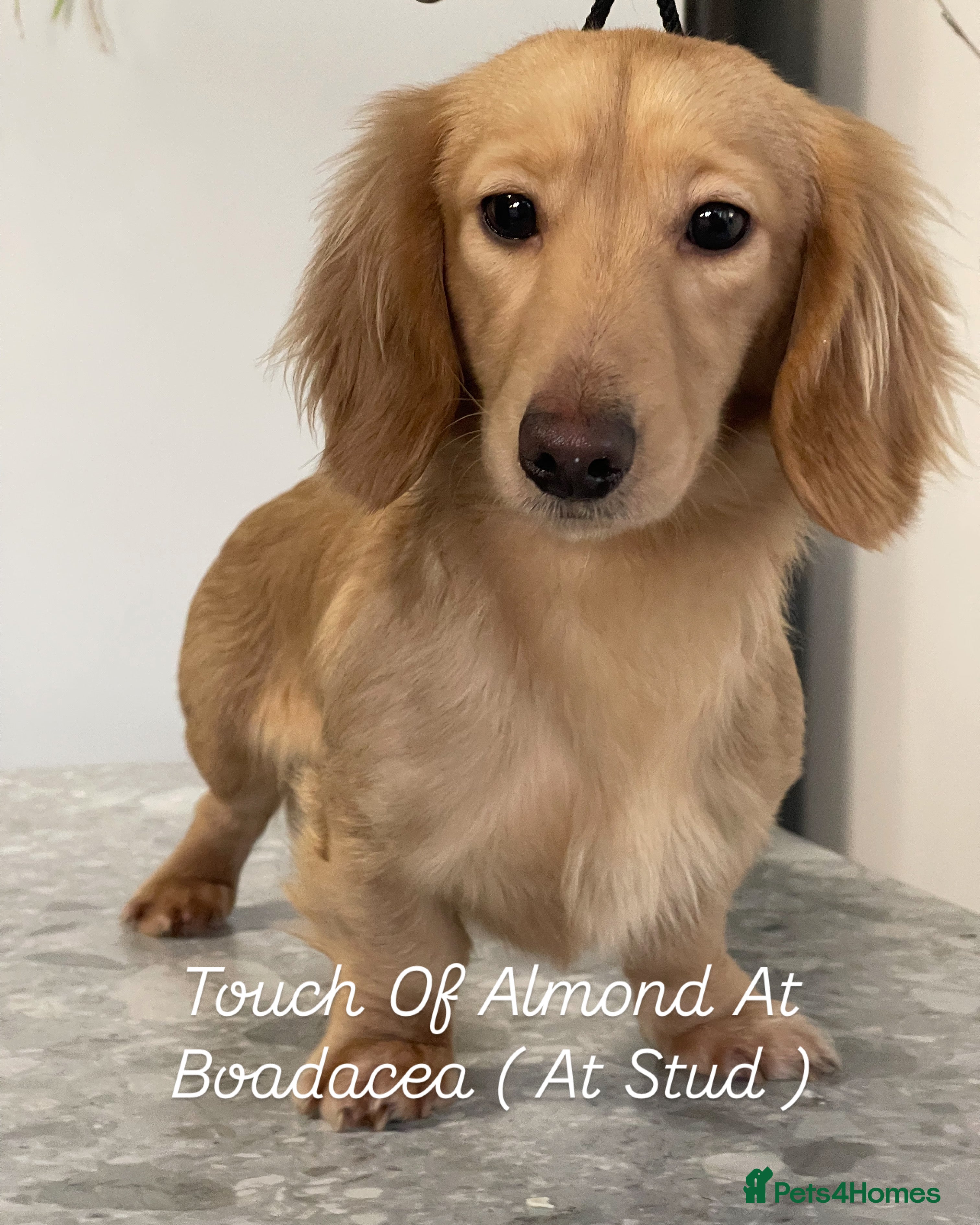 Miniature Dachshund dogs Cream Mini Longhair Dachshund - At Stud Only  in Colchester - Advert 1