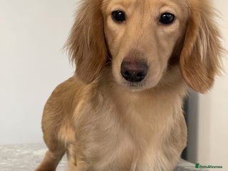 Miniature Dachshund dogs in Colchester - Advert 25