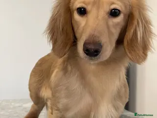 Miniature Dachshund dogs Cream Mini Longhair Dachshund - At Stud Only in Colchester - Advert 2
