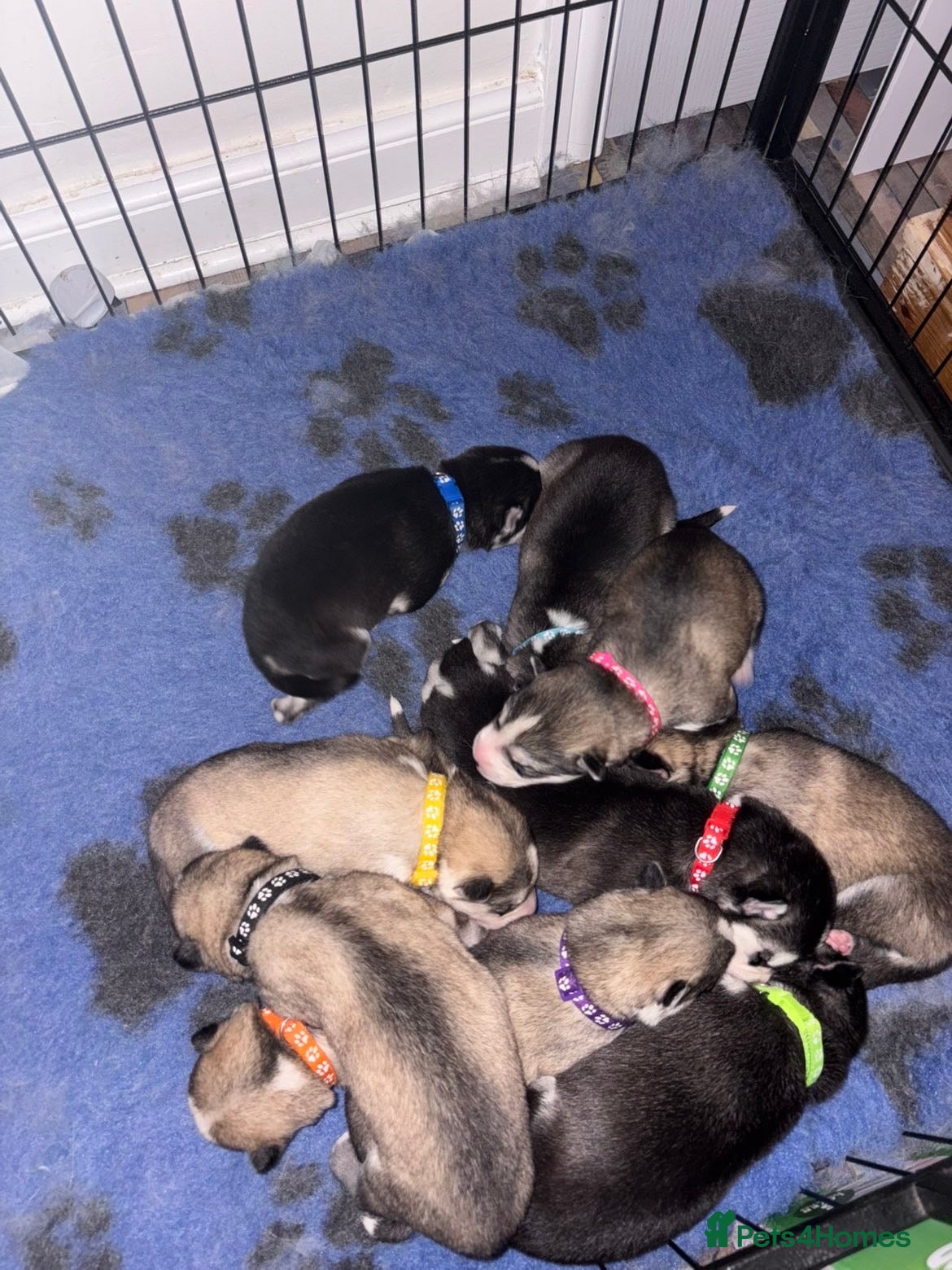 Siberian Husky dogs Ten Stunning Siberian Huskies 🐾 - Advert 1