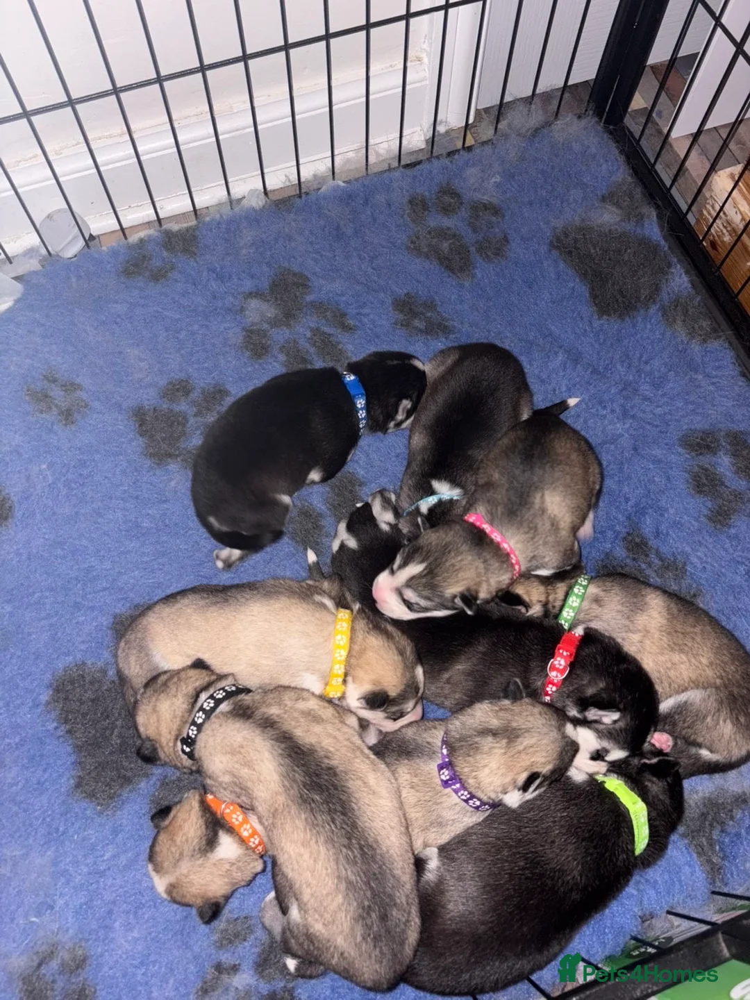 Siberian Husky dogs for sale: Ten Stunning Siberian Huskies 🐾 - Advert 1