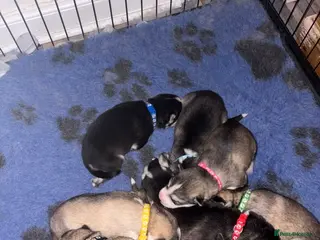 Siberian Husky dogs Ten Stunning Siberian Huskies 🐾 - Advert 1