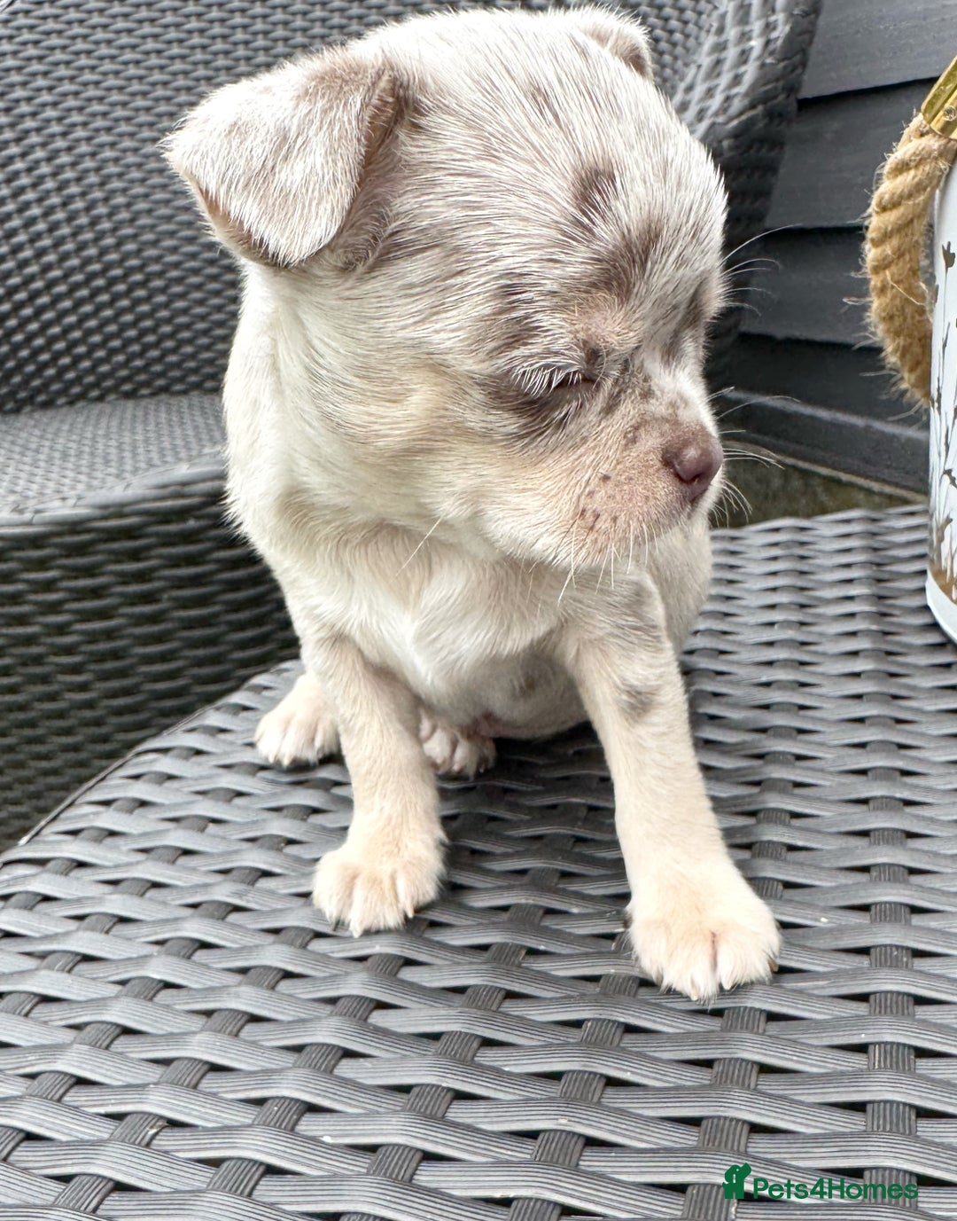 Chihuahua dogs for sale: Long coat KC reg girl READY NOW - Image 14