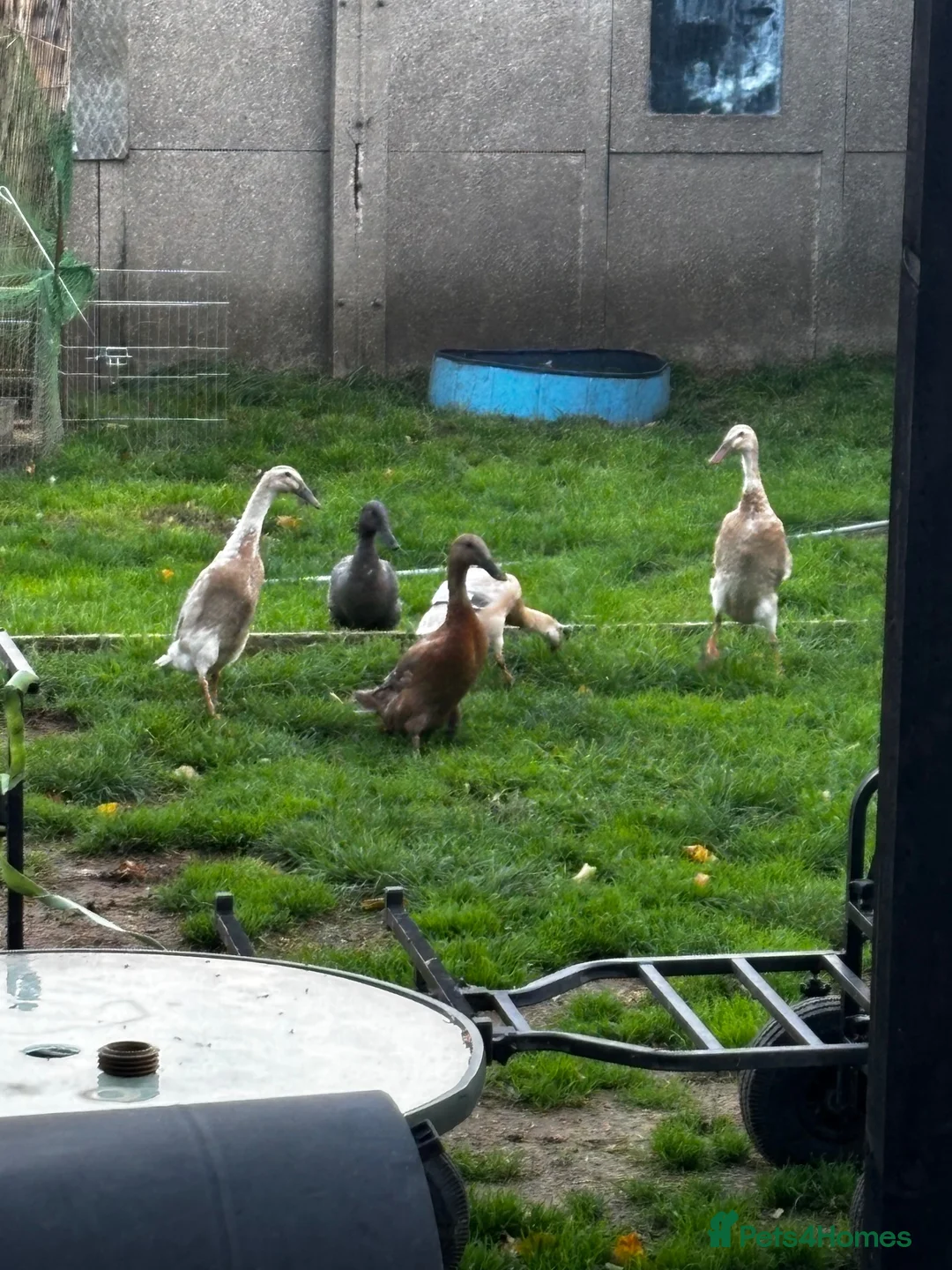 Ducks poultry for sale: Indian runner ducks in Grantham - Advert 1
