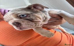 English Bulldog dogs for sale: One gorgeous female left 🐶  in Billericay - Image 16