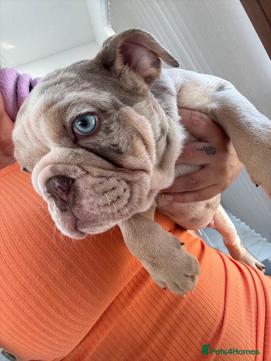 English Bulldog dogs for sale: One gorgeous female left 🐶  in Billericay - Image 16